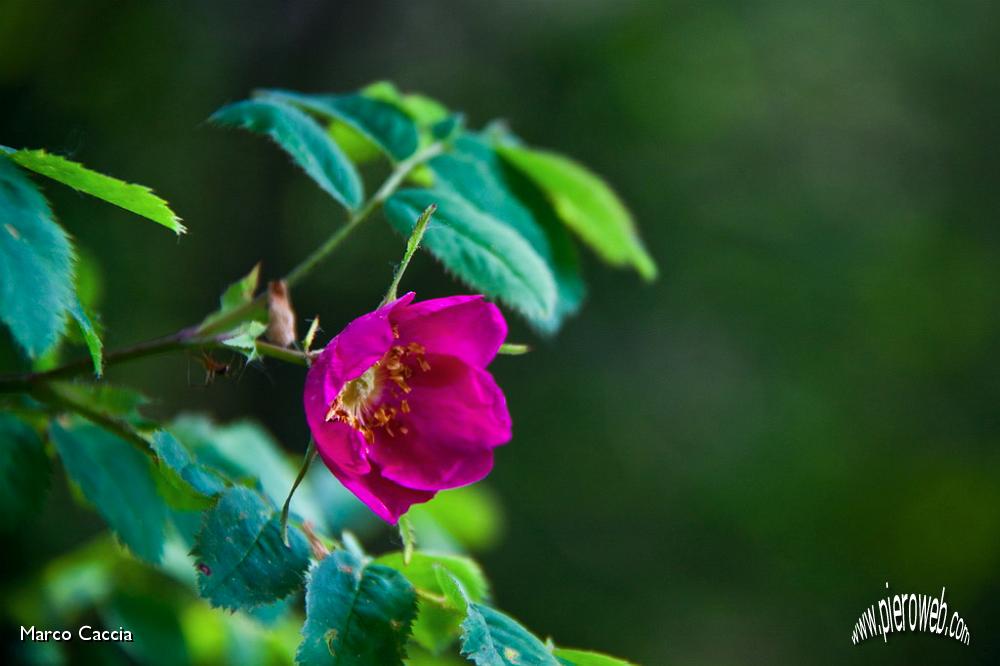 11_Rosa canina.jpg